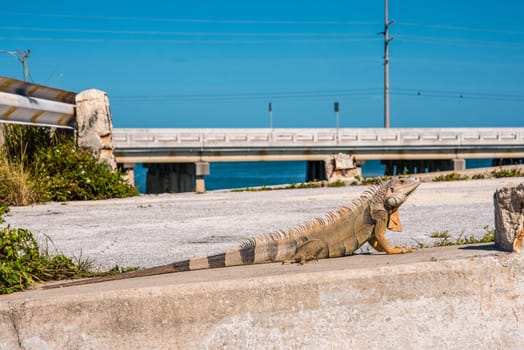 Beautiful big Iguana lizard in the Florida Keys, USA