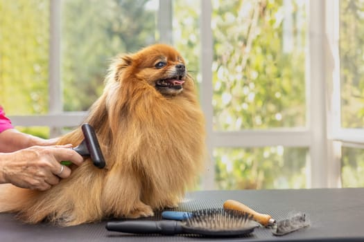 Side view of combed smiling Pomeranian dog standing on the table. Horizontally.