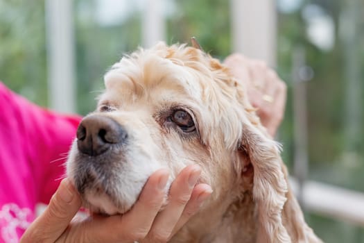 Closeup view of grooming the head of American Cocker Spaniel.  Horizontally.