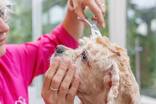 American Cocker Spaniel is being cut by professional dog groomer closeup. Horizontally.