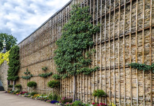 Espaliered fruit tree on a wooden scaffolding on a facade