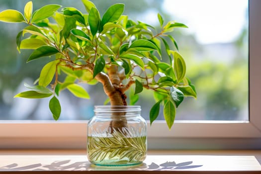 Windowsill with plant of ficus branch with roots that expand in a jar of water. Indoor decorative and deciduous plants on the windowsill of a sunlit room.AI generated