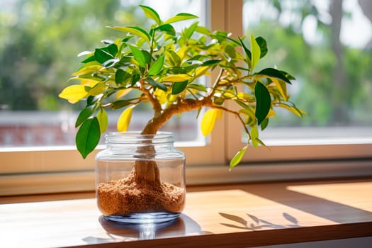 Windowsill with plant of ficus branch with roots that expand in a jar. Indoor decorative and deciduous plants on the windowsill of a sunlit room.AI generated