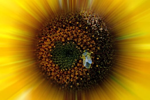 bee on sunflower in a macro, blurred with sharp focus in center
