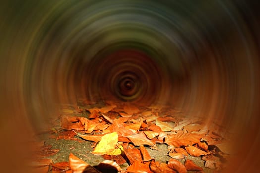 autumnal colored leaves on a forest way, sharp foreground, background blurred