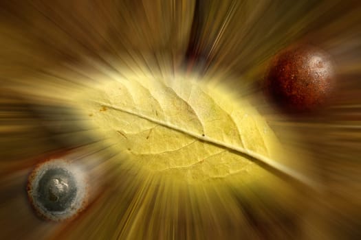 autumnal colored  leaf on a plank with screws