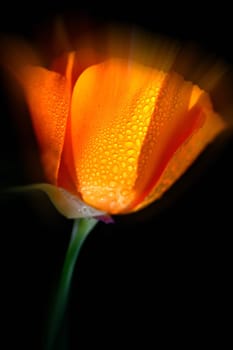 Californian poppy flower with rain drops, backround blurred