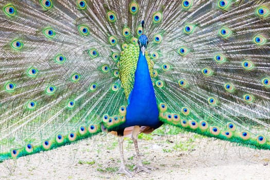 Peacock portrait - Beautiful colourful peackock feather, nobody, isolated.