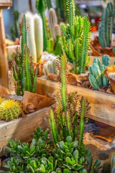 Various cacti and succulents, houseplants potted in a decorative pots in a shop. Cacti and succulent garden arrangement concept