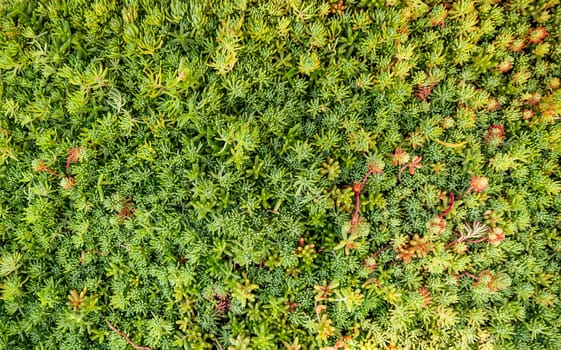 Close up of a vegetated roof with sedum,  extensive green roofing