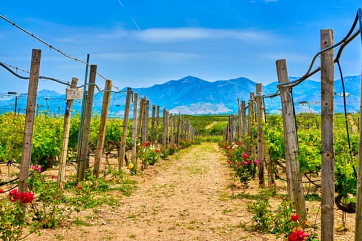 Beautiful landscape with rows of vines, rose flowers and distant mountains, Crete island, Greece. Wine production, autochthonous grape variety, Greek winemaking, summer, sunny day, daytime haze, heat, Cretan countryside, Mediterranean traditions