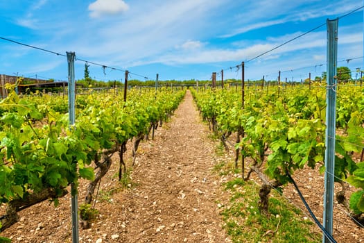 Beautiful landscape with rows of vines and distant mountains, Crete island, Greece. Wine production, autochthonous grape variety, Greek winemaking, summer, sunny day, daytime haze, heat, Cretan countryside, Mediterranean traditions