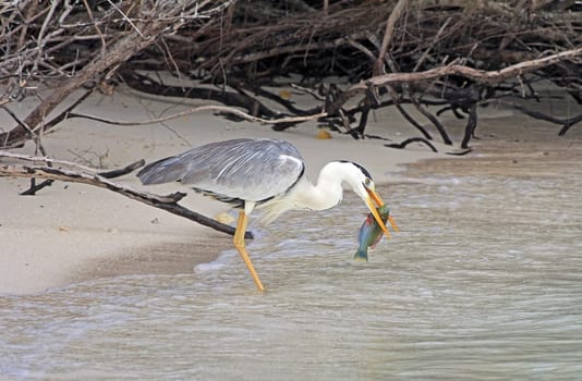 A heron eats its prey. A gray heron has caught a fish