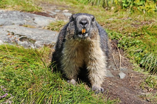 High alpine marmot in the mountains of Austria