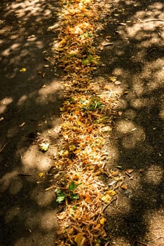 autumnal colored leaves on a sidewalk in a city in sun and shadow