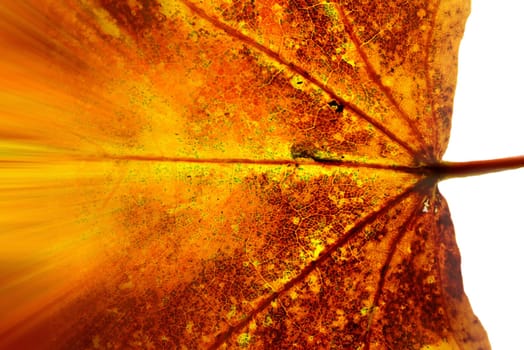 autumnal colored maple leaf in a macro