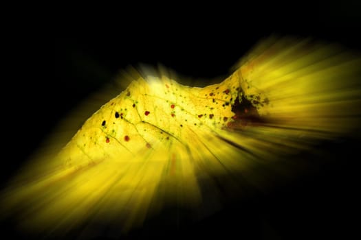 autumnal colored leaf in backlit in soft focus