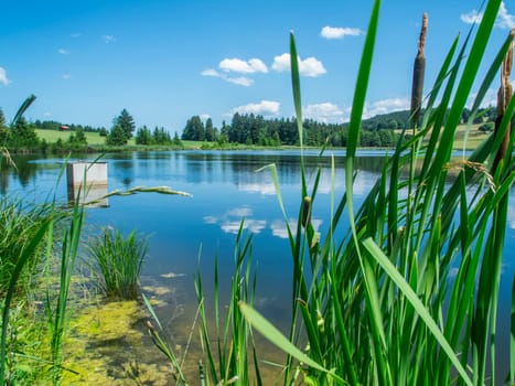 View over the idyllic Pond Kogelweiher in Bavaria with reeds in the foreground under a blue sky with small white clouds in the summer of 2023.