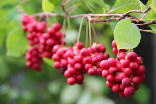 Branches of red schisandra hanging. Clusters of ripe schizandra. harvest of useful plant. Red schizandra hang in row on green branch. Schizandra chinensis plant with fruits on branch. fruits of plant
