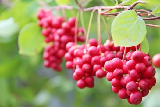 Red fruits of schisandra growing on branch in row. Clusters of ripe schizandra. Crop of useful plant. Red schizandra hang in row on green branch. Schizandra chinensis plant with fruits on branch