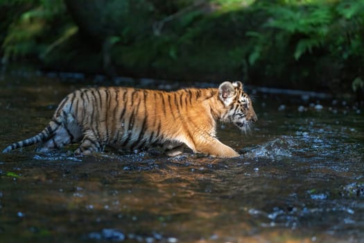 Side view of adorable cub of Bengal tiger walking in the river. Horizontally.