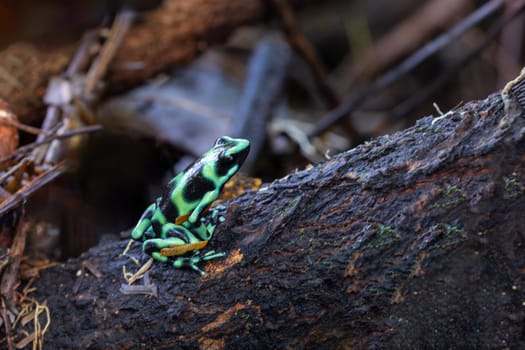 Green-and-black poison dart frog (Dendrobates auratus), La Fortuna Alajuela - Arenal, Costa Rica wildlife .