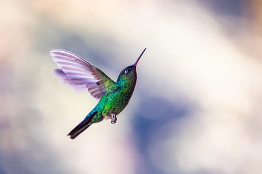 violet-headed hummingbird (Klais guimeti) Beautiful bird at San Gerardo de Dota, Wildlife and bird watching in Costa Rica.