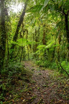 Jungle landscape. Rain forest in Tapanti national park, traditional misty cloudy weather. Green natural background. Costa Rica wilderness