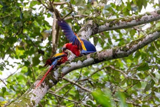 Scarlet macaw (Ara macao), couple perched on tree. Quepos, Wildlife and bird watching in Costa Rica.