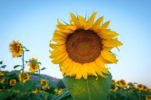 Close up of a yellow sunflower in bloom