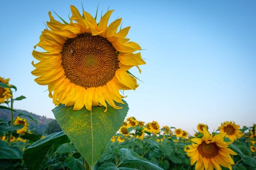 Yellow sunflower with bee in the blue sky