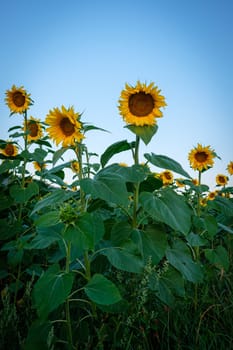 Yellow sunflower field with green leaves in portrait format
