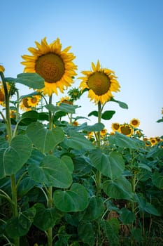 Yellow sunflower field in portrait format
