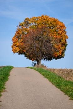 Old maple tree in fall at a road with blue sky