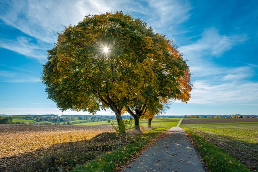 Maple trees in fall with sunstar in the autumn back lit