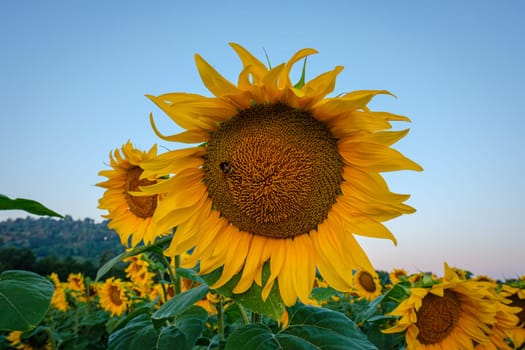 Yellow sunflower (Helianthus annus) in summer