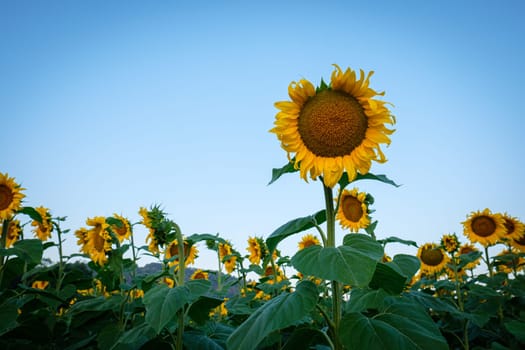 Organic yellow sunflowers field in the blue sky