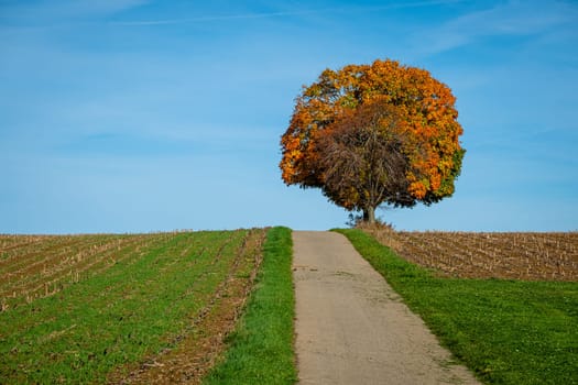 Maple tree in fall at a field with road and blue sky
