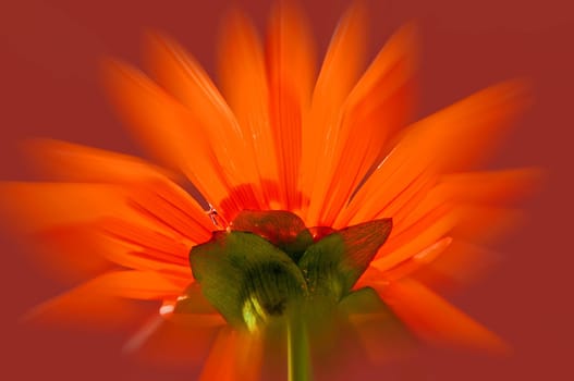 red flower with sharp center and blurred background