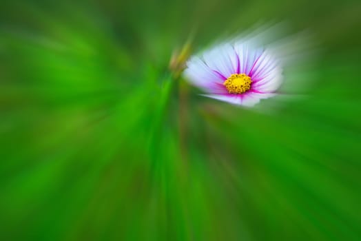Cosmea, flower on a green, blurred background
