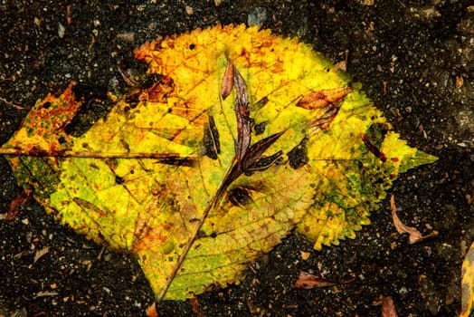 autumnal colored beech leaves on a dark street floor