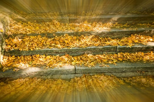 autumnal painted leaves, soft view with sharp center