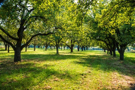 green meadow with plantation of apples trees in soft autumn sun
