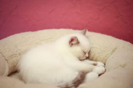 Portrait of a small British Longhair cat. Close-up of a kitten.