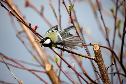 Great tit (Parus major) perched on a twig in spring. A great tit returns to the vicinity of the nest with food in its beak.