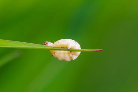 The yellow caterpillar of a butterfly on a blade of grass.
