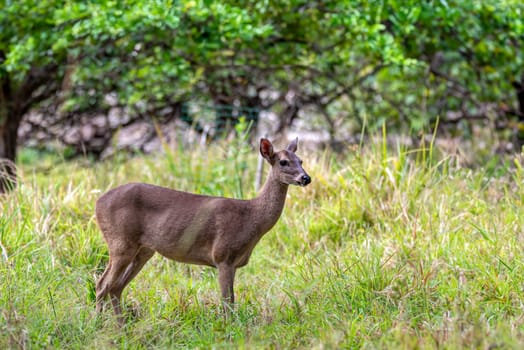 White-tailed deer (Odocoileus virginianus), also known commonly as the whitetail and the Virginia deer. Curu Wildlife Reserve, Costa Rica wildlife