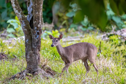 White-tailed deer (Odocoileus virginianus), also known commonly as the whitetail and the Virginia deer. Curu Wildlife Reserve, Costa Rica wildlife
