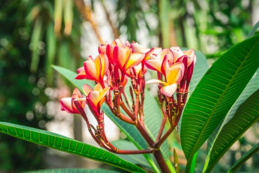 Pink Frangipani flowers in full bloom (Plumeria)