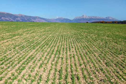 Field with lines of young sow green plants, panorama of High Tatras and mt. Krivan peak (Slovak symbol) in distance